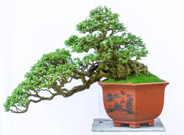 Yeşil bonsai ağacı, insanların hayatta kalabilmesi için hayatta kalması gereken soyutlanmayı simgeleyen birçok farklı şekillere sahip bir saksı bitkisinin beyaz arka planında izole edilmiş.