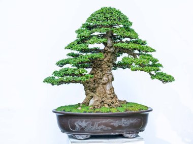 Yeşil bonsai ağacı, insanların hayatta kalabilmesi için hayatta kalması gereken soyutlanmayı simgeleyen birçok farklı şekillere sahip bir saksı bitkisinin beyaz arka planında izole edilmiş.