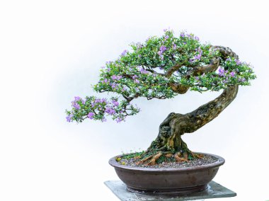 Yeşil bonsai ağacı, insanların hayatta kalabilmesi için hayatta kalması gereken soyutlanmayı simgeleyen birçok farklı şekillere sahip bir saksı bitkisinin beyaz arka planında izole edilmiş.