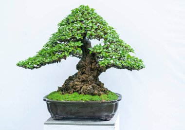 Yeşil bonsai ağacı, insanların hayatta kalabilmesi için hayatta kalması gereken soyutlanmayı simgeleyen birçok farklı şekillere sahip bir saksı bitkisinin beyaz arka planında izole edilmiş.