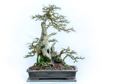Yeşil bonsai ağacı, insanların hayatta kalabilmesi için hayatta kalması gereken soyutlanmayı simgeleyen birçok farklı şekillere sahip bir saksı bitkisinin beyaz arka planında izole edilmiş.