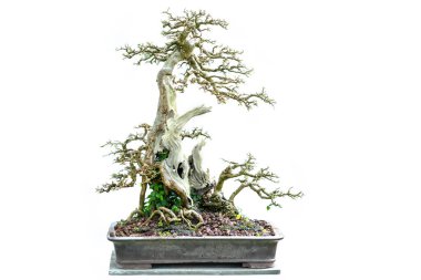 Yeşil bonsai ağacı, insanların hayatta kalabilmesi için hayatta kalması gereken soyutlanmayı simgeleyen birçok farklı şekillere sahip bir saksı bitkisinin beyaz arka planında izole edilmiş.
