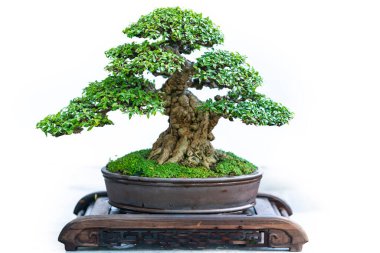 Yeşil bonsai ağacı, insanların hayatta kalabilmesi için hayatta kalması gereken soyutlanmayı simgeleyen birçok farklı şekillere sahip bir saksı bitkisinin beyaz arka planında izole edilmiş.