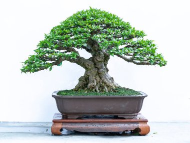 Yeşil bonsai ağacı, insanların hayatta kalabilmesi için hayatta kalması gereken soyutlanmayı simgeleyen birçok farklı şekillere sahip bir saksı bitkisinin beyaz arka planında izole edilmiş.