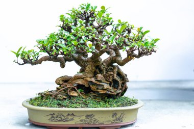Yeşil bonsai ağacı, insanların hayatta kalabilmesi için hayatta kalması gereken soyutlanmayı simgeleyen birçok farklı şekillere sahip bir saksı bitkisinin beyaz arka planında izole edilmiş.