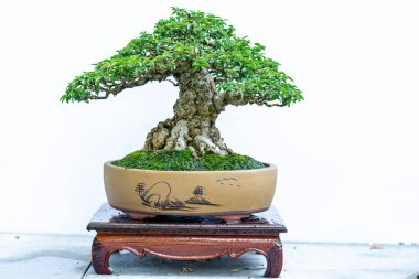 Yeşil bonsai ağacı, insanların hayatta kalabilmesi için hayatta kalması gereken soyutlanmayı simgeleyen birçok farklı şekillere sahip bir saksı bitkisinin beyaz arka planında izole edilmiş.