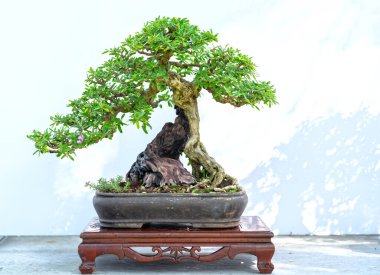 Yeşil bonsai ağacı, insanların hayatta kalabilmesi için hayatta kalması gereken soyutlanmayı simgeleyen birçok farklı şekillere sahip bir saksı bitkisinin beyaz arka planında izole edilmiş.