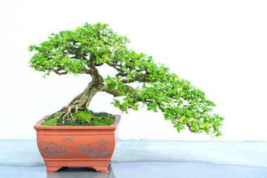 Yeşil bonsai ağacı, insanların hayatta kalabilmesi için hayatta kalması gereken soyutlanmayı simgeleyen birçok farklı şekillere sahip bir saksı bitkisinin beyaz arka planında izole edilmiş.