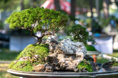Penjing minyatürü, gövde şeklinde bir tepside. Doğada güzel sanatlar yaratıyor..