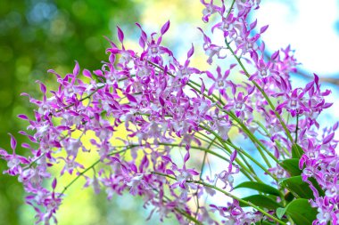Dendrobium Aphyllum orkideleri baharda çiçek açar. Doğanın güzelliğini süsler. Tropik bahçelerde süslenmiş nadir bir orkide.