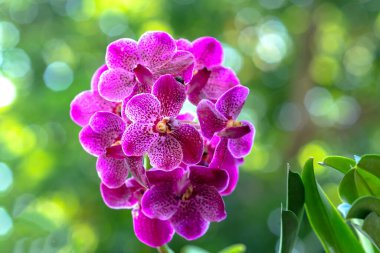 Phalaenopsis orkideleri baharda çiçek açar. Doğanın güzelliğini süsler. Tropik bahçelerde süslenmiş nadir bir orkide.