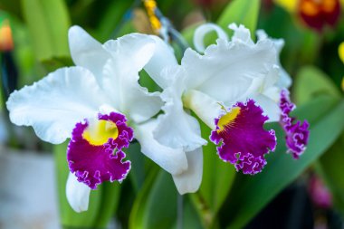 Cattleya Labiata çiçekleri bahar güneşinde açar. Tropik bahçelerde süslenmiş nadir bir orkide orkidesi.