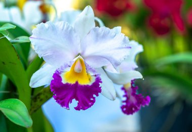 Cattleya Labiata çiçekleri bahar güneşinde açar. Tropik bahçelerde süslenmiş nadir bir orkide orkidesi.