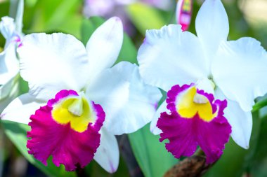 Cattleya Labiata çiçekleri bahar güneşinde açar. Tropik bahçelerde süslenmiş nadir bir orkide orkidesi.