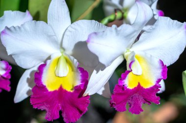 Cattleya Labiata çiçekleri bahar güneşinde açar. Tropik bahçelerde süslenmiş nadir bir orkide orkidesi.