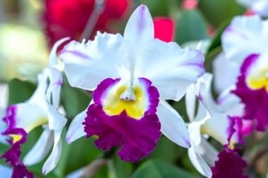 Cattleya Labiata çiçekleri bahar güneşinde açar. Tropik bahçelerde süslenmiş nadir bir orkide orkidesi.