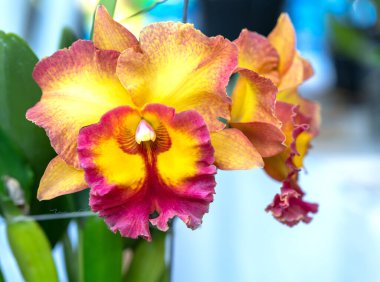 Cattleya Labiata çiçekleri bahar güneşinde açar. Tropik bahçelerde süslenmiş nadir bir orkide orkidesi.