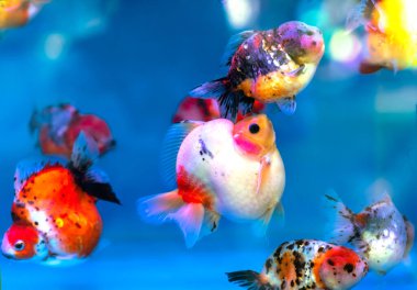 Süslü süs balığı ya da Carassius auratus, Cyprinida ailesi. Ranchu ya da aslan başlı Japon balığı akvaryumda çok popülerdir.