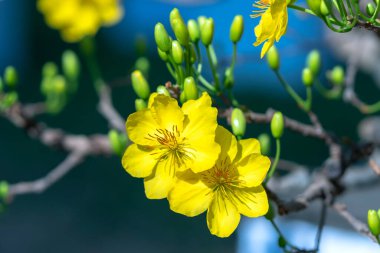 Sarı kayısı çiçekleri güzel kokulu taç yaprakları baharın geldiğini gösteriyor, bu iyi şans için sembolik bir çiçek.