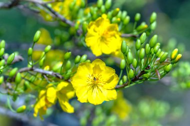 Sarı kayısı çiçekleri güzel kokulu taç yaprakları baharın geldiğini gösteriyor, bu iyi şans için sembolik bir çiçek.