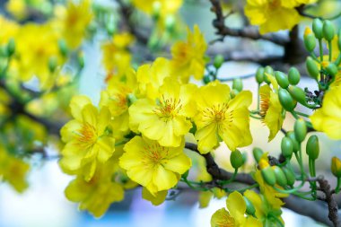 Sarı kayısı çiçekleri güzel kokulu taç yaprakları baharın geldiğini gösteriyor, bu iyi şans için sembolik bir çiçek.