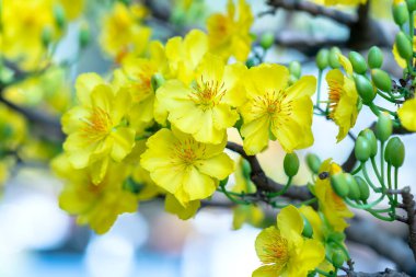 Sarı kayısı çiçekleri güzel kokulu taç yaprakları baharın geldiğini gösteriyor, bu iyi şans için sembolik bir çiçek.