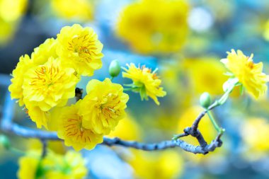 Sarı kayısı çiçekleri güzel kokulu taç yaprakları baharın geldiğini gösteriyor, bu iyi şans için sembolik bir çiçek.