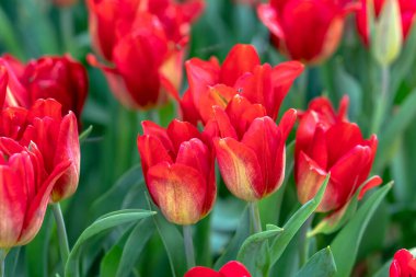 Bahar güneşinde laleler açar. Bahçede canlılık dolu parlak renkler yükselir.