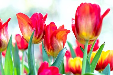 Bahar güneşinde laleler açar. Bahçede canlılık dolu parlak renkler yükselir.