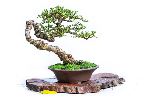 Groene Bonsai Boom Geïsoleerd Witte Achtergrond Een Pot Plant Met — Stockfoto