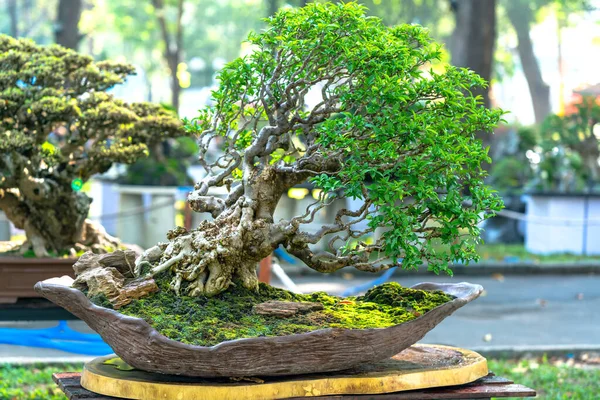 Bonsai Penjing Miniature Tray Say Human Life Must Strong Rise — Stock Photo, Image