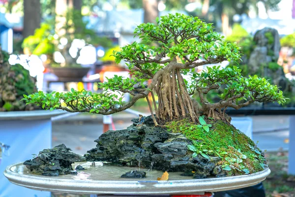 Bonsai Penjing Miniaturą Tacy Jak Mawiają Życiu Ludzkim Musi Być — Zdjęcie stockowe