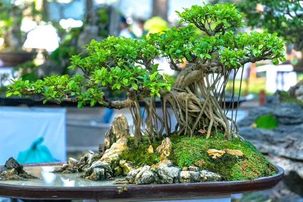 Bonsai Och Penjing Med Miniatyr Bricka Som Säger Mänskligt Liv — Stockfoto