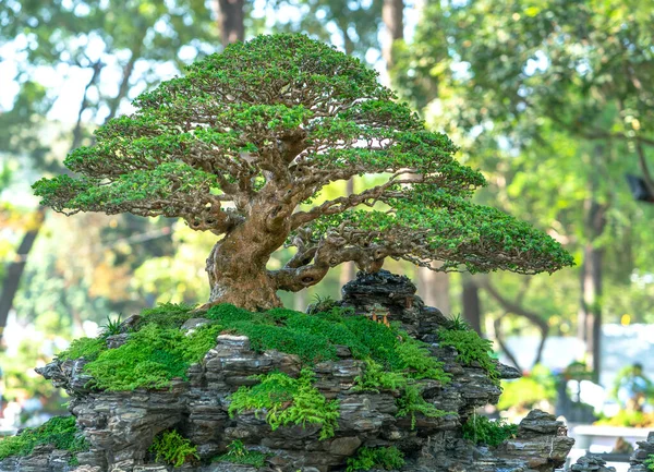 Bonsai Penjing Con Miniatura Una Bandeja Como Decir Vida Humana — Foto de Stock