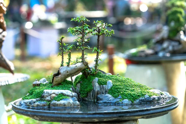 Penjing Miniatűr Tálcán Szár Alakja Alakú Hozzon Létre Gyönyörű Művészet — Stock Fotó