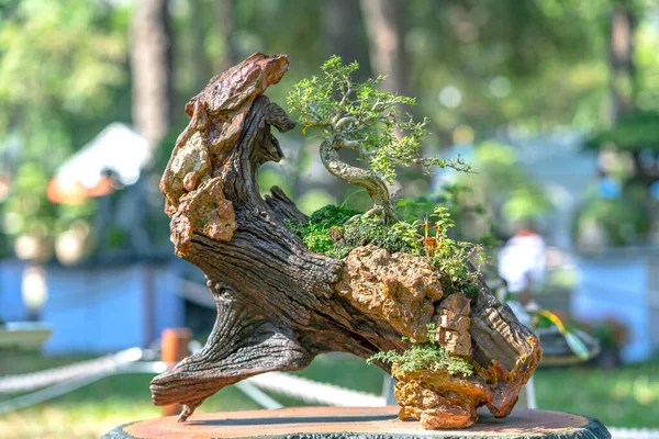 Penjing Miniatura Una Bandeja Forma Del Tallo Forma Crear Hermoso — Foto de Stock