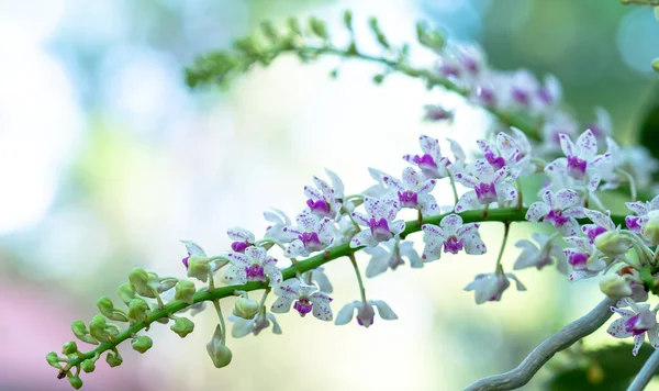 Дендробіум Афілум Квіти Квітучі Навесні Прикрашають Красу Природи Рідкісні Дикі — стокове фото