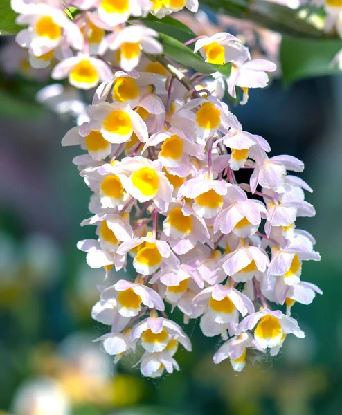 Dendrobium Aphyllum Orchideje Květiny Kvetou Jaře Zdobí Krásu Přírody Vzácné — Stock fotografie