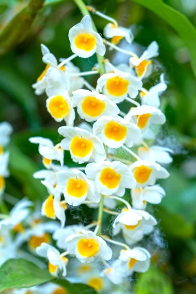 Dendrobium Aphyllum Kwiaty Storczyki Kwitną Wiosną Ozdobić Piękno Natury Rzadkie — Zdjęcie stockowe