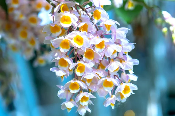 兰花在春天盛开 装饰着大自然的美丽 这是一种稀有的野生兰花 装饰在热带花园中 — 图库照片