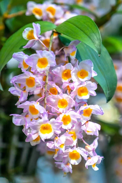 Dendrobium Aphyllum Orquídeas Flores Florecen Primavera Adornan Belleza Naturaleza Una —  Fotos de Stock