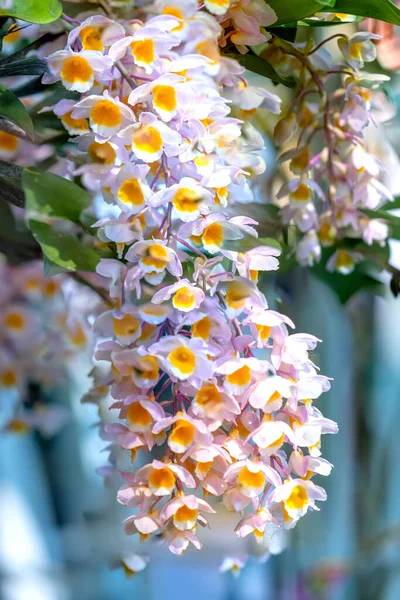 Dendrobium Aphyllum Orchids Flowers Bloom Spring Adorn Beauty Nature Rare — Stock Photo, Image