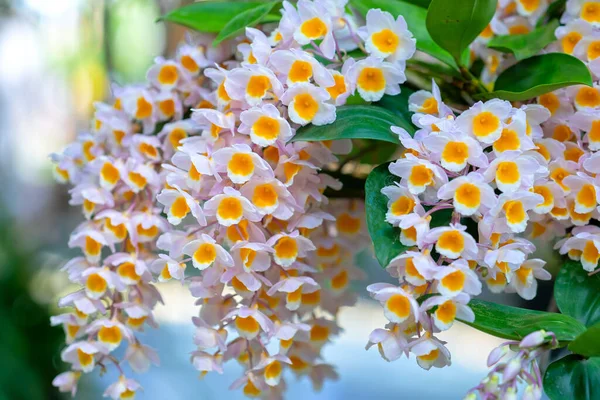 Dendrobium Aphyllum Orchideje Květiny Kvetou Jaře Zdobí Krásu Přírody Vzácné — Stock fotografie