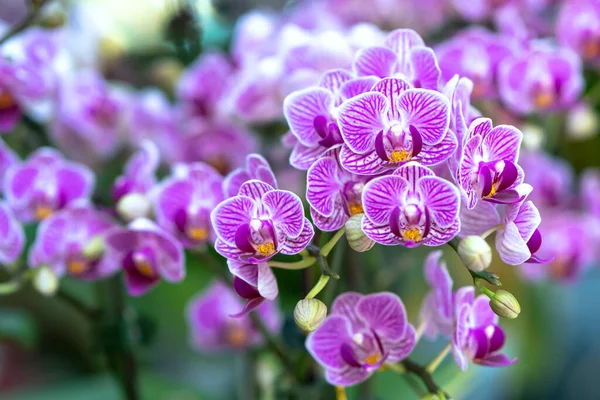 Phalaenopsis Orchideák Virágok Virágoznak Tavasszal Díszítik Természet Szépségét Egy Ritka — Stock Fotó