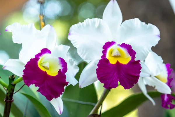 Les Fleurs Cattleya Labiata Fleurissent Soleil Printanier Une Orchidée Rare — Photo