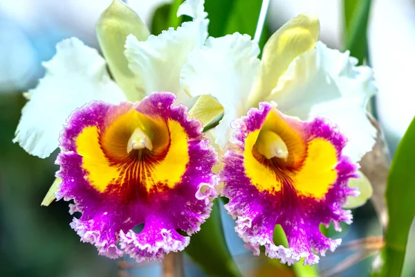 Flores Cattleya Labiata Florescem Sol Primavera Uma Rara Orquídea Florestal — Fotografia de Stock