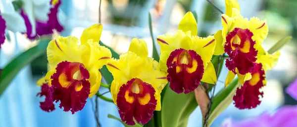 Flores Cattleya Labiata Florecen Bajo Sol Primaveral Una Rara Orquídea — Foto de Stock