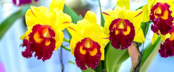 Cattleya Labiata Virágok Virágoznak Tavaszi Napsütésben Egy Ritka Erdei Orchidea — Stock Fotó