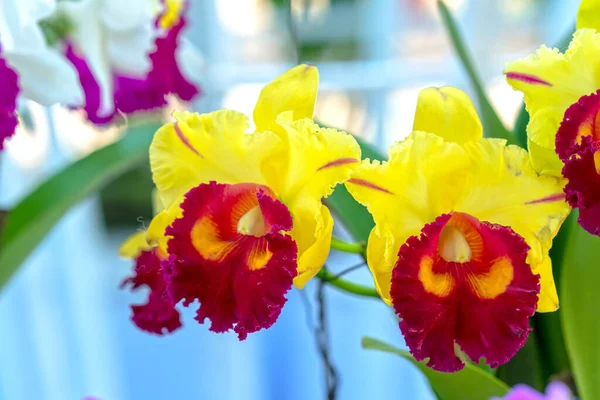 Cattleya Labiata Virágok Virágoznak Tavaszi Napsütésben Egy Ritka Erdei Orchidea — Stock Fotó