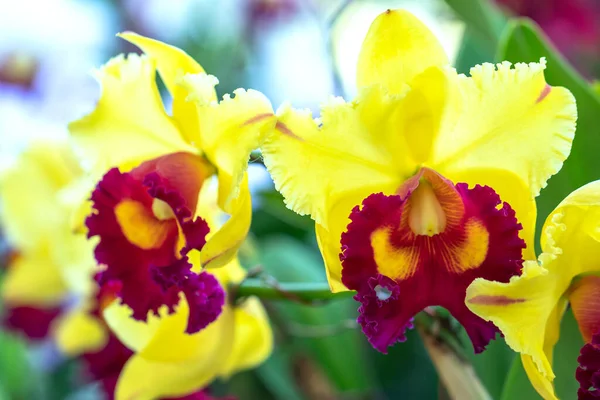 Flores Cattleya Labiata Florescem Sol Primavera Uma Rara Orquídea Florestal — Fotografia de Stock